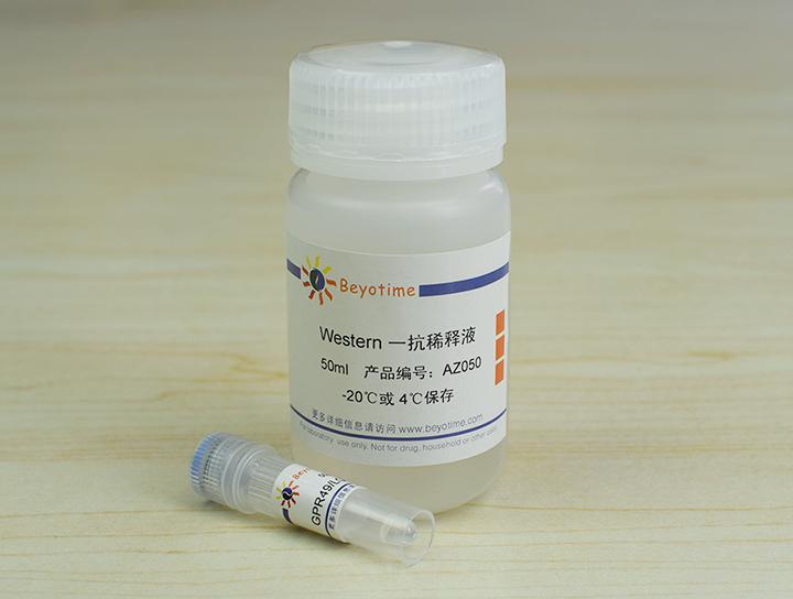 GPR49/LGR5 Rabbit Polyclonal Antibody